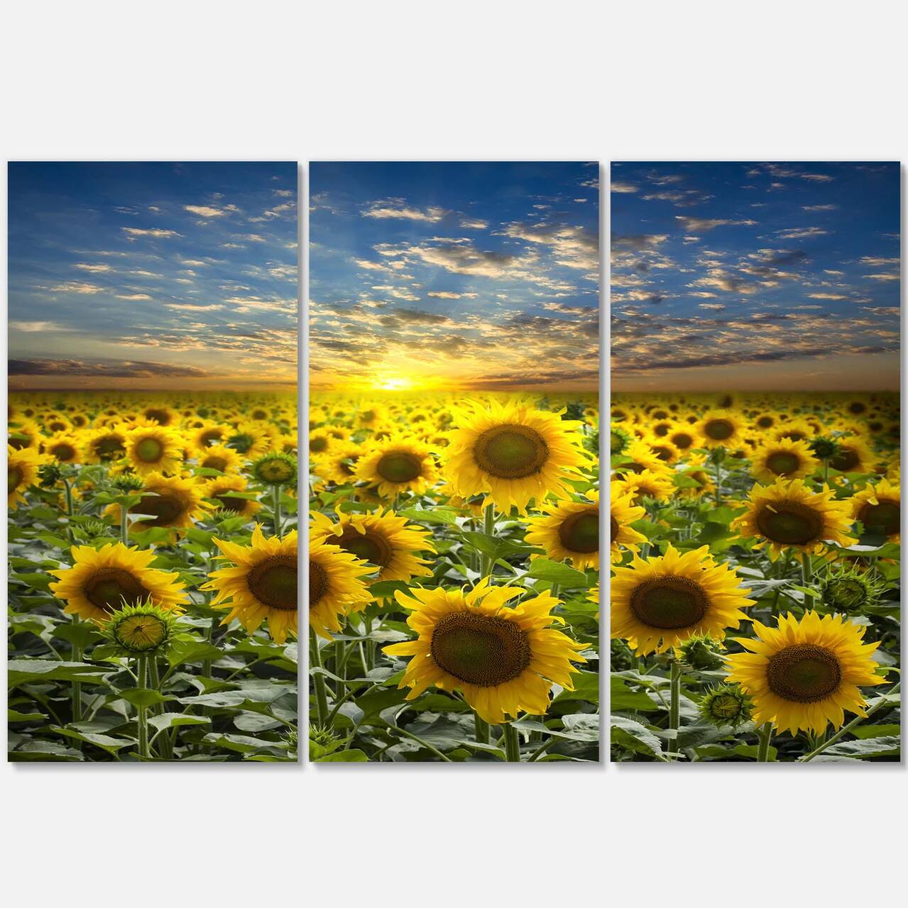 Designart - Field of Blooming Sunflowers - Large Flower Canvas Wall Art